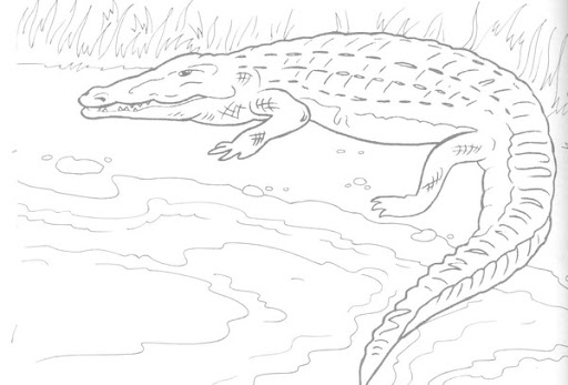 Online coloring book: Coloring page alligator by the river